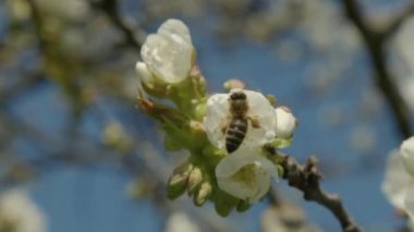 Çiçek açan arılar baharda greyfurt ağacını meşgul ederler. Yüksek kalite 4k görüntü