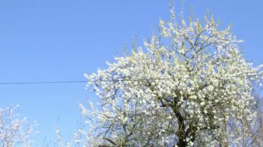Çiçek açan arılar baharda greyfurt ağacını meşgul ederler. Yüksek kalite 4k görüntü