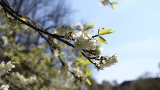 Pszczoły Kwitnącym Drzewie Oliwnym Wiosną Wysokiej Jakości Materiał — Wideo stockowe