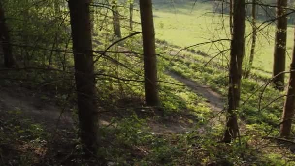 Mountainbikeweg Der Sich Durch Wald Schlängelt Hochwertiges Filmmaterial — Stockvideo