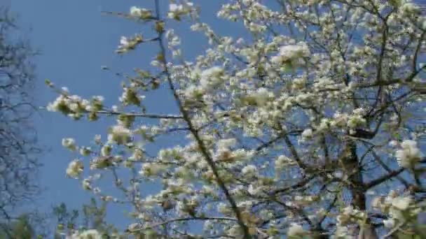 Bin Blomstrande Greengage Träd Våren Högkvalitativ Film — Stockvideo
