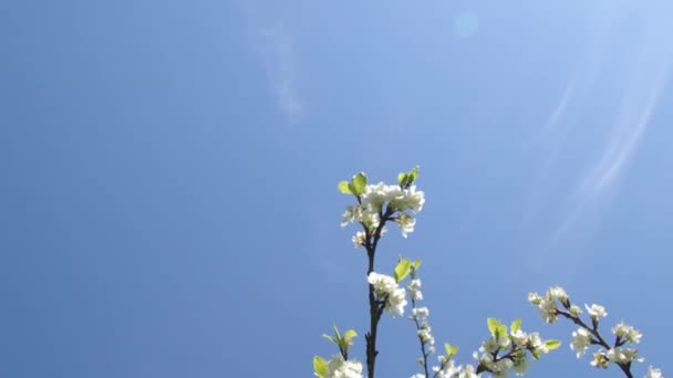 春にはミツバチが花を咲かせます 高品質4K映像 — ストック動画