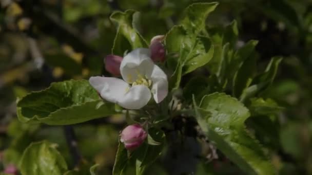 Яблоня Лепестками Расцветающими Весной Высококачественные Кадры — стоковое видео