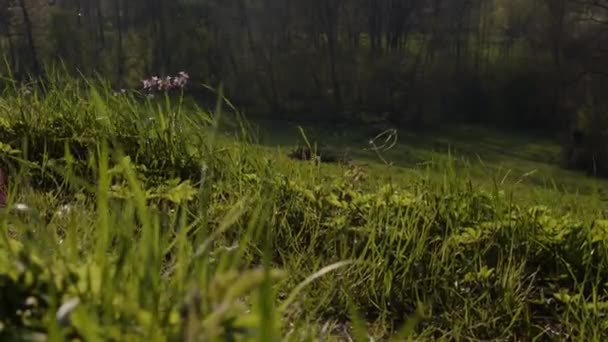 美しい牧草地と曲がりくねった川 高品質4K映像 — ストック動画