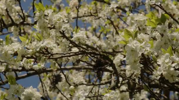 Kwitnące Wiosną Drzewko Greengage Wysokiej Jakości Materiał — Wideo stockowe