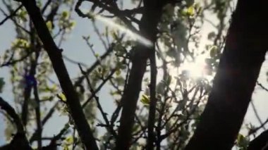 Çiçek açan arılar baharda greyfurt ağacını meşgul ederler. Yüksek kalite 4k görüntü