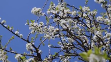 Çiçek açan arılar baharda greyfurt ağacını meşgul ederler. Yüksek kalite 4k görüntü