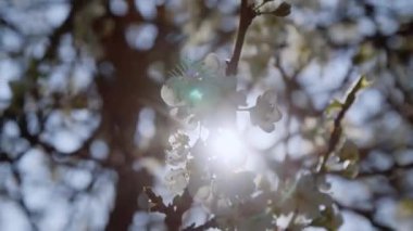 Çiçek açan arılar baharda greyfurt ağacını meşgul ederler. Yüksek kalite 4k görüntü