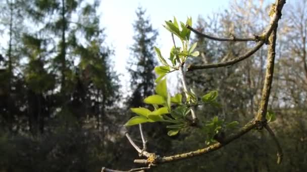 Větev Čerstvým Listím Lesem Jaře Vysoce Kvalitní Záběry — Stock video
