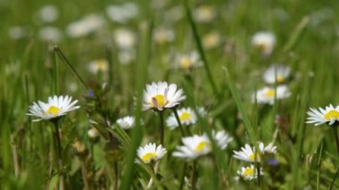 Bahar çayırlarında çiçek açan papatyalar. Yüksek kalite 4k görüntü