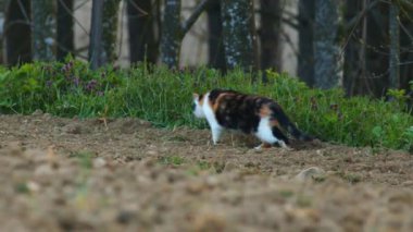 Tarım alanında koşan evcil bir kedi. Yüksek kalite 4k görüntü