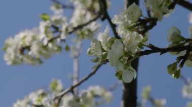 Çiçek açan arılar baharda greyfurt ağacını meşgul ederler. Yüksek kalite 4k görüntü