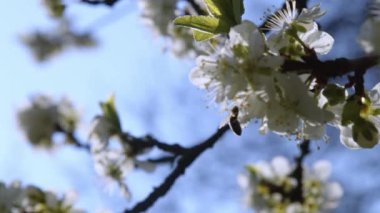 Çiçek açan arılar baharda greyfurt ağacını meşgul ederler. Yüksek kalite 4k görüntü