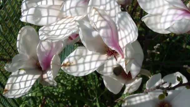 Płatki Magnolii Kwitnące Wiosną Wysokiej Jakości Materiał — Wideo stockowe