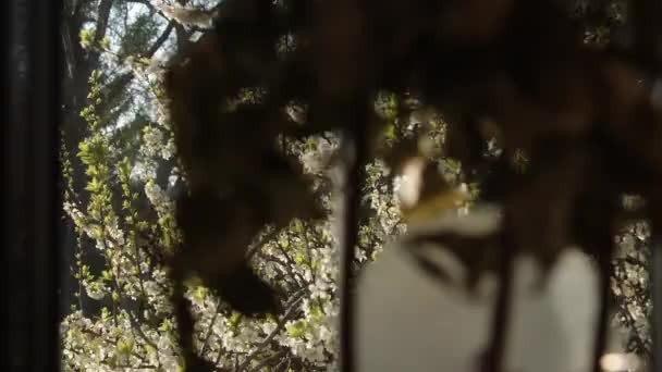 Arbre Grisonnant Florissant Printemps Travers Fenêtre Images Haute Qualité — Video