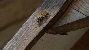 Ahşap ve böcek otelinde oturan eşek arısı. Yüksek kalite 4k görüntü