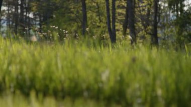 Bahar güneşinde çayır ve orman. Yüksek kalite 4k görüntü