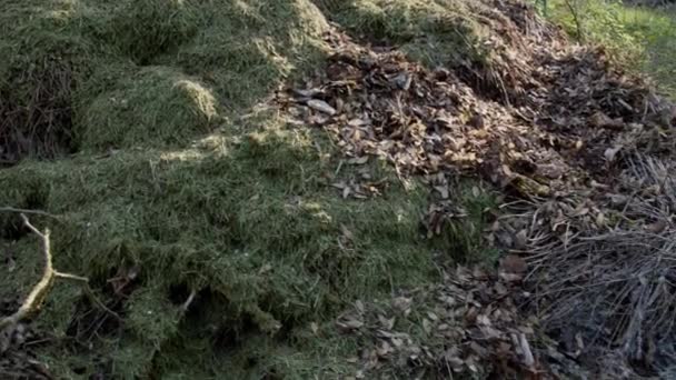 Hromada Kompostu Posekanou Trávou Vysoce Kvalitní Záběry — Stock video