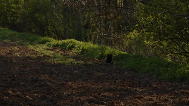 春光下的农田和森林 高质量的4K镜头 — 图库视频影像