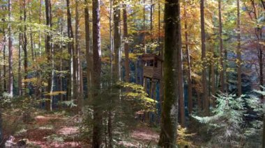 Sonbaharda yüksek mevkilerde altın ormanlar. Yüksek kalite 4k görüntü