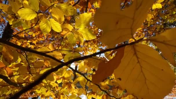 Schöne Herbstszene Teich Hochwertiges Filmmaterial — Stockvideo
