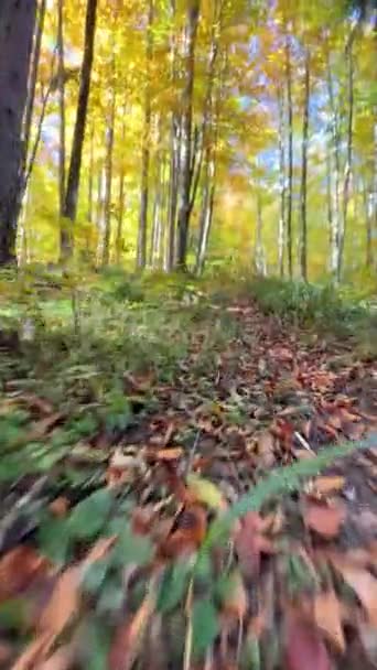 秋天的金色森林 阳光普照 高质量的4K镜头 — 图库视频影像