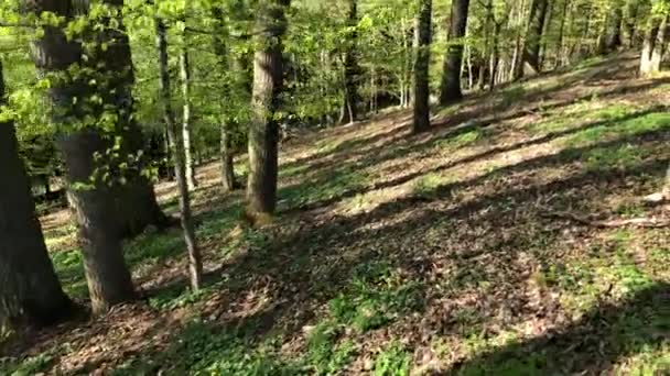 Goldenen Wald Herbst Mit Sonne Hochwertiges Fullhd Filmmaterial — Stockvideo