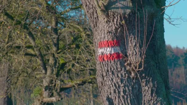 Αυστριακό Σύμβολο Πεζοπορίας Σημαία Στο Φλοιό Του Δέντρου Υψηλής Ποιότητας — Αρχείο Βίντεο