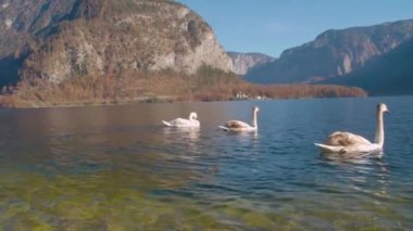 Kuğular kareden çıkarken hallstatt. Yüksek kalite 4k görüntü