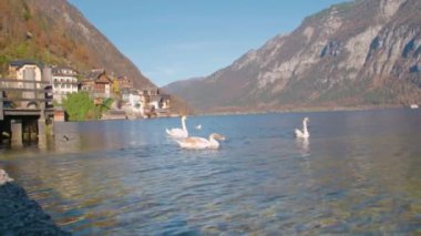 Kuğular kareden çıkarken hallstatt. Yüksek kalite 4k görüntü