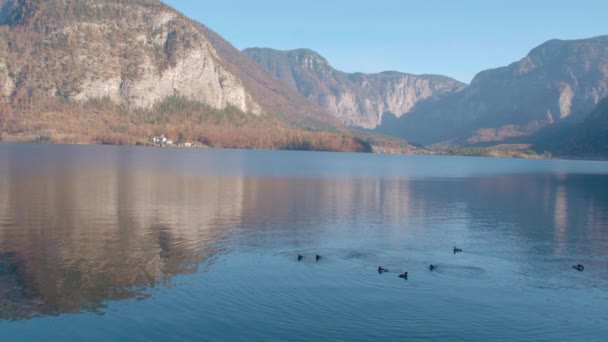Potápěčské Kachny Hallstatt Lake Horní Rakousko Vysoce Kvalitní Záběry — Stock video