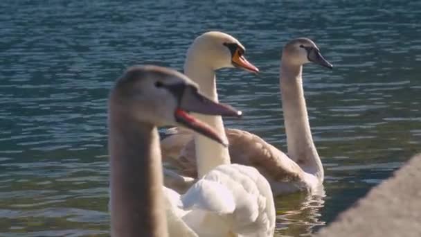 Hallstatt Swan Family Slow Motion High Quality Footage — Stock Video