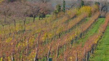 Wachau şaraphanesi, sonbaharda, Aşağı Avusturya. Yüksek kalite 4k görüntü