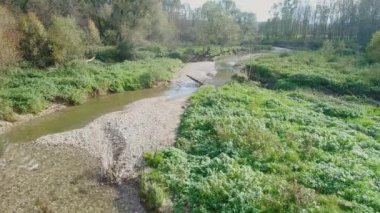 İlkbaharda Krem nehri ağızlı anten. Yüksek kalite 4k görüntü