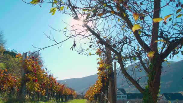 Wachau Şaraphanesi Sonbaharda Aşağı Avusturya Yüksek Kalite Görüntü — Stok video