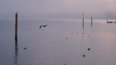 Gün batımında Gmunden 'daki Traunsee Gölü' nde martılar. Yüksek kalite 4k görüntü