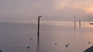 Gün batımında Gmunden 'daki Traunsee Gölü' nde martılar. Yüksek kalite 4k görüntü