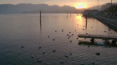 Gün batımında Gmunden 'daki Traunsee Gölü' nde martılar. Yüksek kalite 4k görüntü