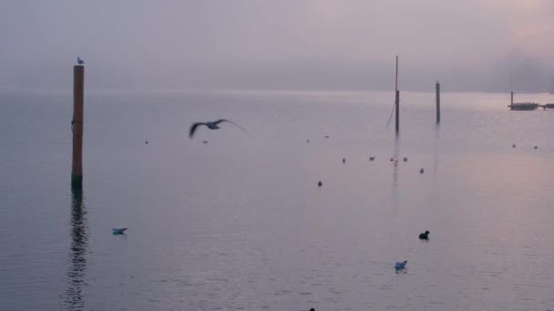 Måsar Vid Sjön Traunsee Gmunden Vid Solnedgången Högkvalitativ Film — Stockvideo