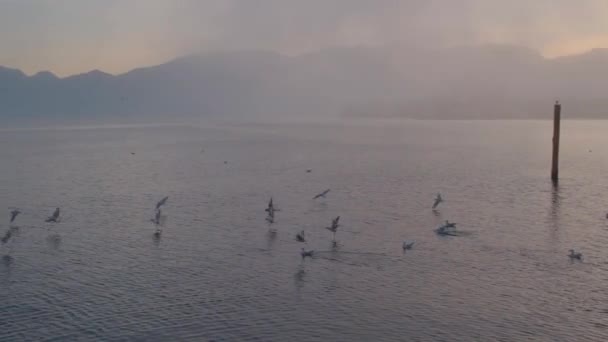 Gün Batımında Gmunden Daki Traunsee Gölü Nde Martılar Yüksek Kalite — Stok video