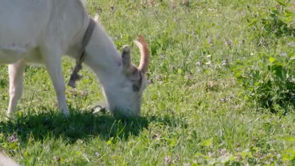 山羊在近处吃草 高质量的4K镜头 — 图库视频影像