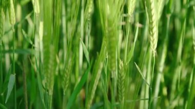 Yazın yeşil ekinlerle buğday tarlası. Yüksek kalite 4k görüntü