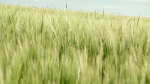 Pšeničné Pole Zelenou Úrodou Létě Vysoce Kvalitní Záběry — Stock video