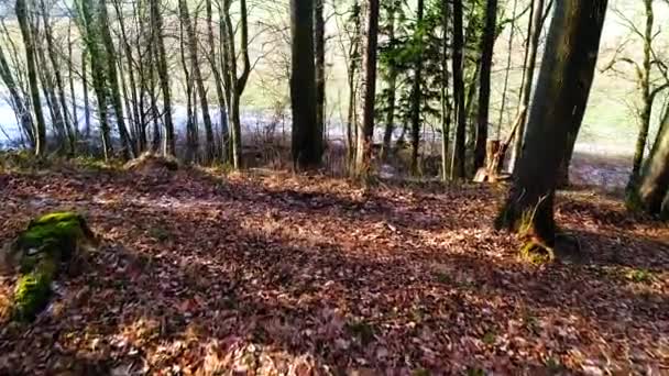 Fluss Einer Wunderschönen Waldlandschaft Herbst Hochwertiges Fullhd Filmmaterial — Stockvideo