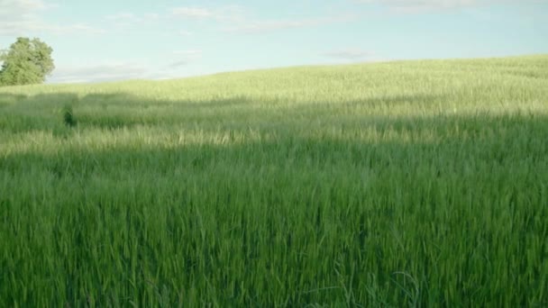 Pšeničné Pole Zelenou Úrodou Létě Vysoce Kvalitní Záběry — Stock video