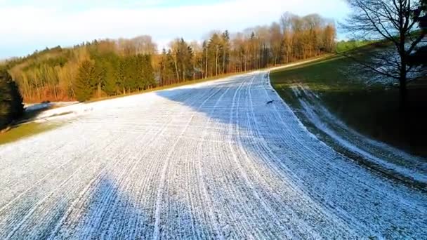 奥地利部分冰雪覆盖的冬季森林的空中 优质Fullhd影片 — 图库视频影像