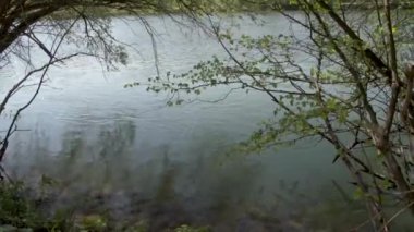 Traun Nehri 'ndeki güzel söğüt ağacı. Yüksek kaliteli FullHD görüntüler