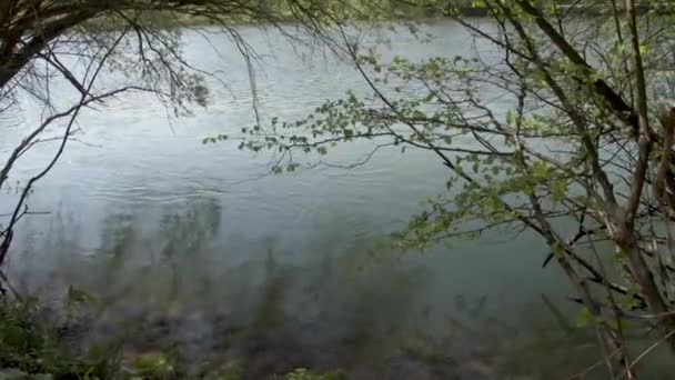 Beautiful Willow Tree Traun River High Quality Fullhd Footage — Stock Video