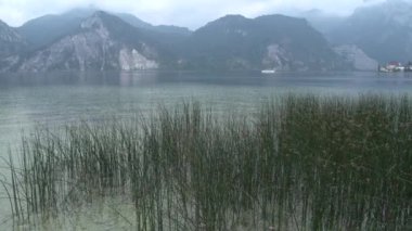 Traunsee deniz otları ya da kumsalda sazlıklar. Yüksek kaliteli FullHD görüntüler