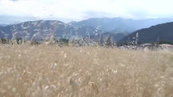 Campo Cebada Con Montaña Traunstein Imágenes Fullhd Alta Calidad — Vídeo de stock